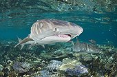 White-tip reef shark over shallow coral reef - Fiji Islands