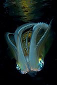 Longfin reefsquid at night - Fiji Islands