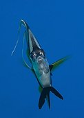 Portrait of pennant bannerfish - Fiji Islands