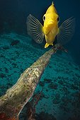 Portrait of Golden damsel prorecting her nest - Fiji Islands
