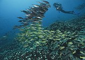 Common bluestripe snapper and diver - Fiji Islands