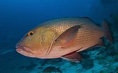 Red snapper - Fiji Islands