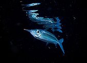 Wrestling halfbeak at night - Fiji Islands