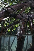 Mudskippers on a mangrove root - Fiji Islands
