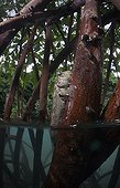 Mudskipper on a mangrove root - Fiji Islands