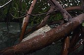 Mudskipper on a mangrove root - Fiji Islands