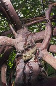 Mudskipper on a mangrove root - Fiji Islands