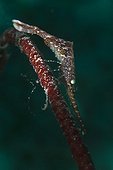 Sawblade shrimp - Fiji Islands