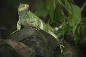 Fiji banded iguana on a rock - Fiji Islands