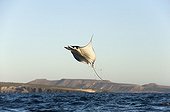 Mobula ray leaping - Gulf of California