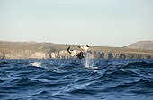 Mobula rays leaping - Gulf of California