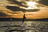 Mobula ray leaping at sunset - Gulf of California