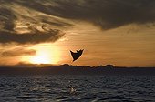 Mobula ray leaping at sunset - Gulf of California