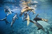Snorkeler and California Sea lions - Gulf of California