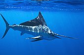 Sailfish below the surface - Gulf of California