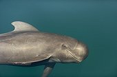 Head of young Pilot whale - Gulf of California