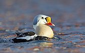 King Eider male bathing on water - Barents sea Norway