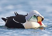 King Eider male bathing on water - Barents sea Norway