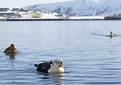 King Eider males bathing on water - Barents sea Norway