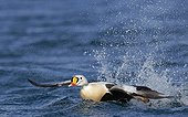 King Eider males taking off from water - Barents sea Norway