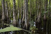 Old bald cypress swampy forest in Florida - USA