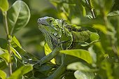 Common green iguana in a tree in Florida - USA