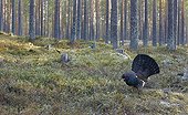 Male Capercaillie displaying in forest landscape- Finland