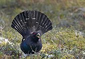 Male Capercaillie feeding on ground - Finland