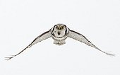 Hawk Owl  in flight in winter - Finland