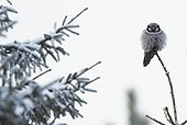 Hawk Owl at top of tree in winter - Finland