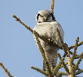Hawk Owl at top of tree - Finland