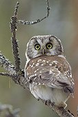 Tengmalm's owl on a tree branch - Finland