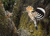 Eurasian Hoopoe feeding in flight - Spain