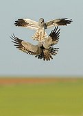 Montagu's Harriers fighting in flight - Spain