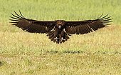 Cinereous Vulture landing - Spain