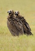 Monk Vultures in grass - Spain
