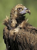 Portrait of Monk Vulture - Spain