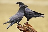 Common Ravens on a branch - Spain
