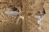 Common Kestrel landing at nest in a cliff - Spain