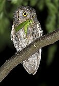 Eurasian Scops Owl eating a grasshopper at night - Spain 