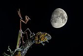 Empuse commune sur une branche et lune gibbeuse - Espagne