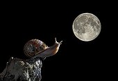 Snail under the moonlight - Spain