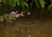 Snail and water drop - Spain
