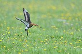 Black-tailed Godwit in flight - Texel Netherlands