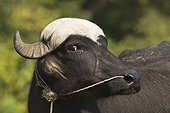 Portrait of domestic buffalo - PN Royal Bardia Nepal 