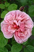 Rose-tree 'Line Renaud' in bloom in a garden