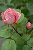 Rose-tree 'Liv Tyler' in bloom in a garden