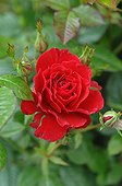 Rose-tree 'Ruby Ruby' in bloom in a garden