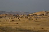 Reserve of Paracas - Nazca Desert coastal Peru