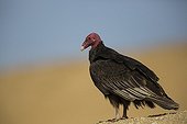 Turkey vulture on the sand - Reserve of Paracas Peru 